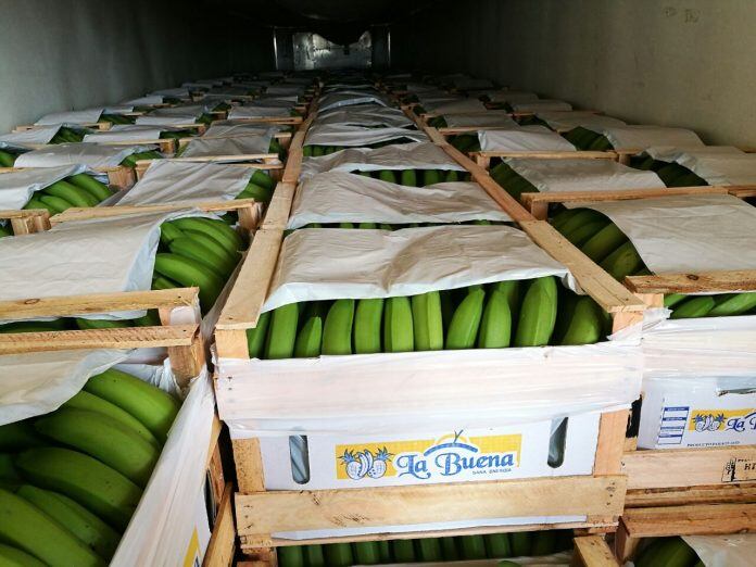 El Senave recibió la comunicación oficial de que los mercados de Canadá, Bélgica, España, Polonia, Suecia y Japón se sumarían como posibles destinos de la producción nacional de la fruta. Foto: Archivo
