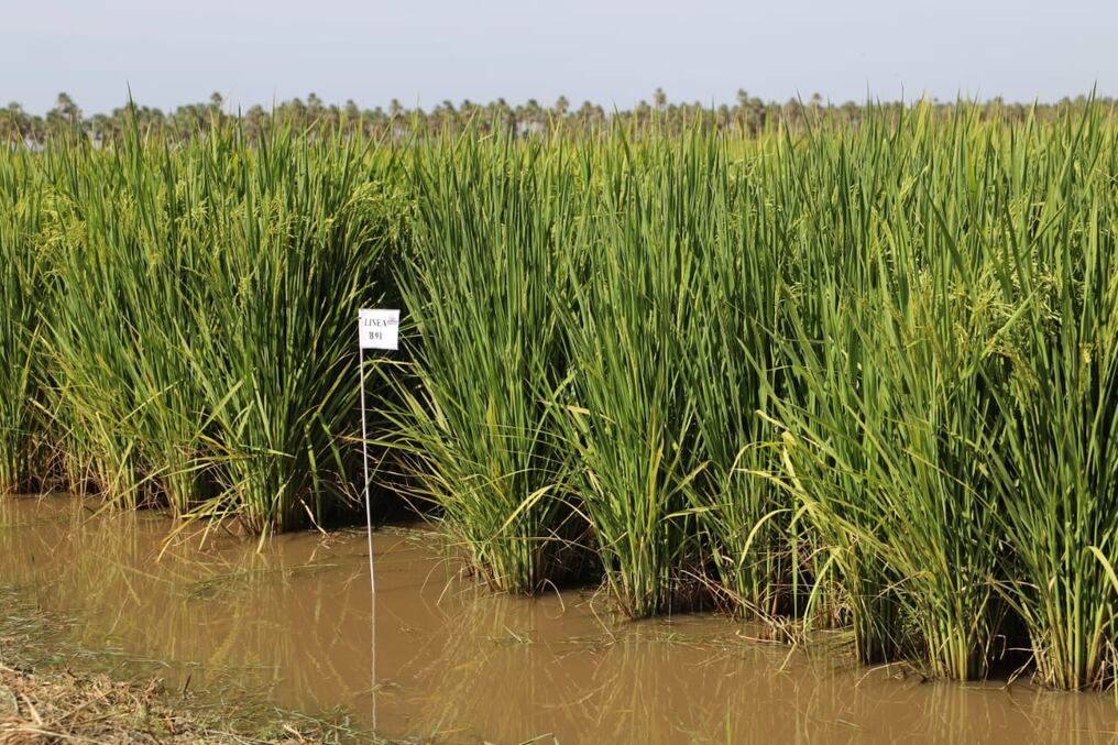 El exceso de lluvia ocasionó subidas abruptas en el río Tebicuary, en cuya cuenca baja se encuentra la mayor parte de la produc­ción de arroz nacional. Foto: MAG