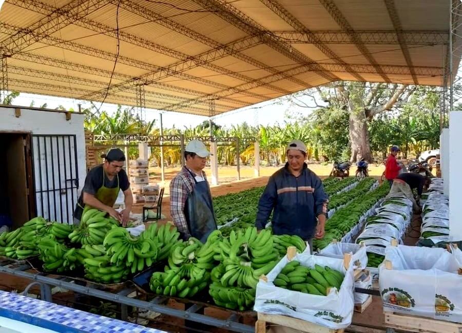 En el marco de la preparación para el Foro Global de Inversiones 2024, se destacó el potencial de la banana como rubro productivo y exportador. Foto: Archivo