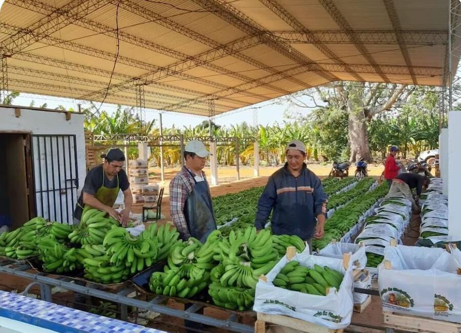 La expectativa es llegar a exportar 10 veces más al primer volumen de forma semanal. Foto: Gentileza