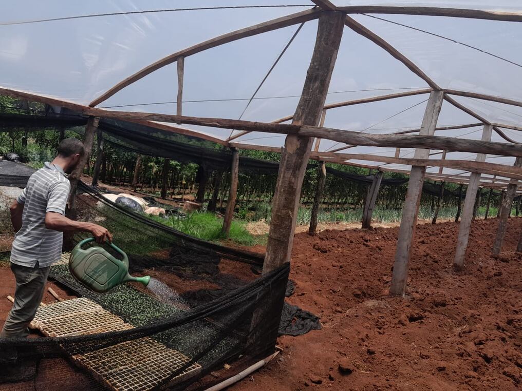 El plan contempla la provisión del kit nutricional para proporcionarle a la planta condiciones de fertilización adecuada de modo a obtener un rinde aproximado de 2,5 a 3,5 kilos por plantines. Foto: Gentileza