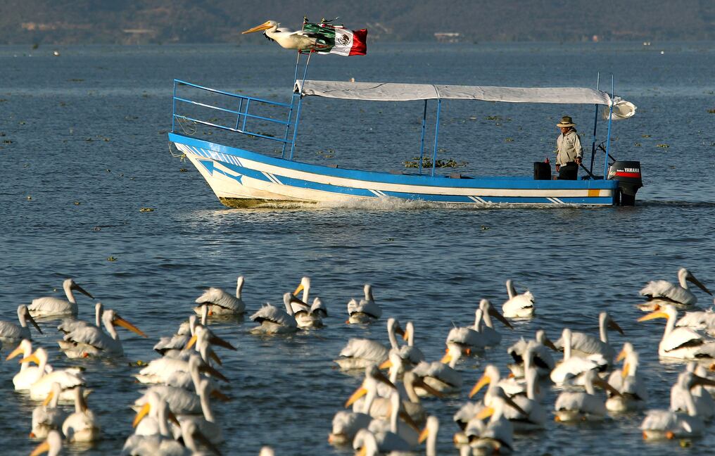 El fenómeno se repite cíclicamente cada dos a siete años en promedio y esta vez los mayormente afectados son las pardelas de dorso gris, las gaviotas y los pelícanos. Foto: AFP / Ilustrativa