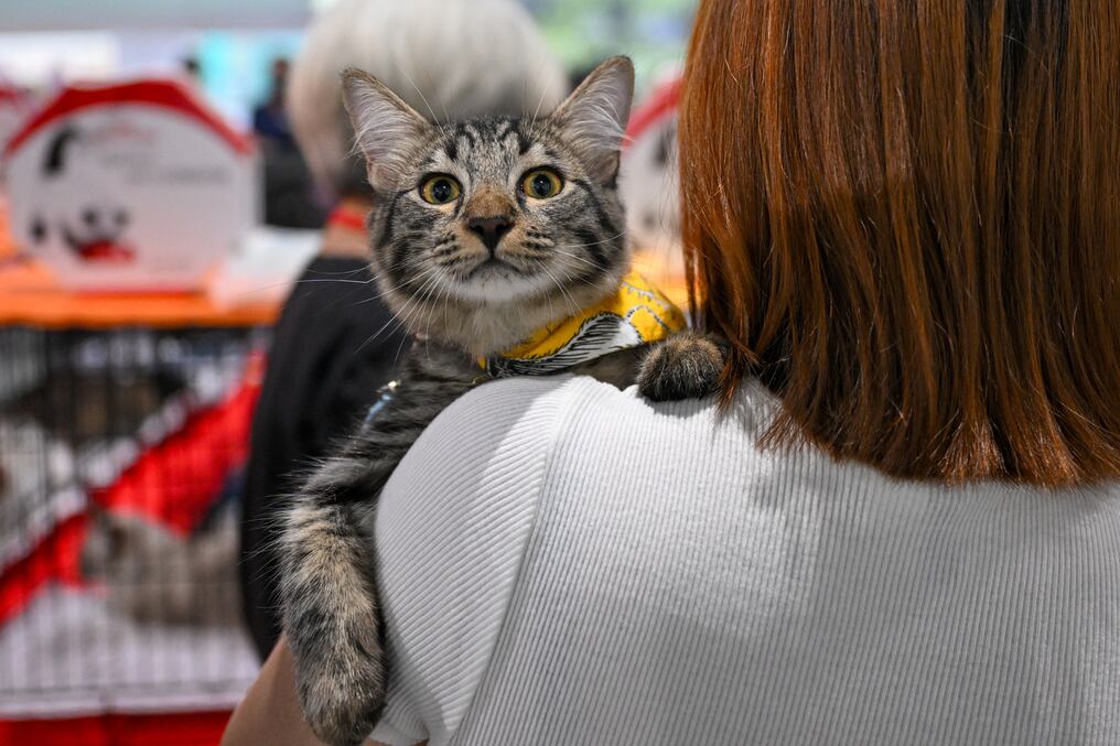 Según la OMS, desde que las autoridades de Varsovia le informaron el mes pasado de que estos felinos habían muerto de forma inusual en todo el país, 29 dieron positivo al virus H5NI. Foto: AFP/Ilustrativa