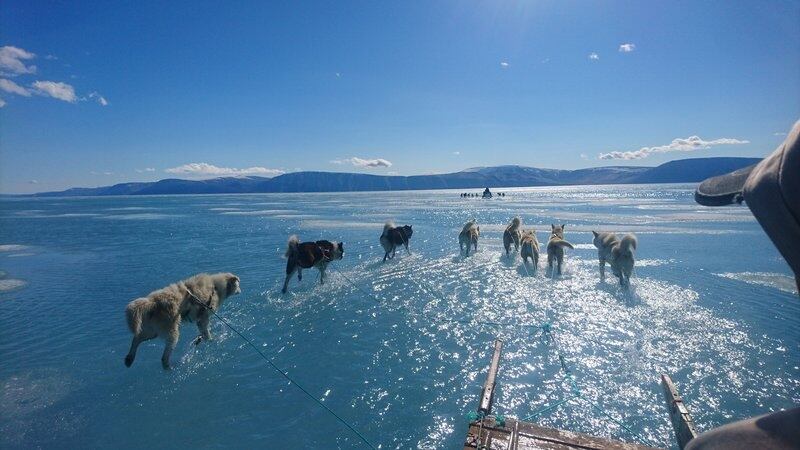 Imagen tomada en Groenlandia, el 13 de junio de 2019, los perros corrían sobre el hielo marino inundado por agua de deshielo superficial. Foto: Steffen Olsen/Blue Action