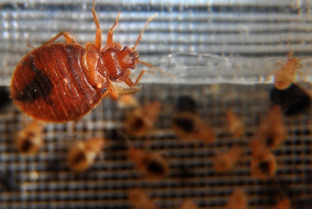 Los insectos invadieron el transporte público, cines y hospitales, según viralizaron videos de viajeros en la capital francesa. Foto: Ilustrativa/AFP