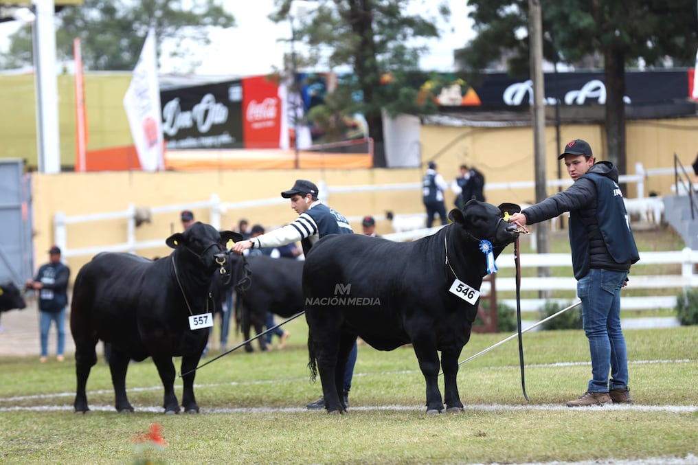 La cadena de la carne emplea directamente a unas 329.450 personas, de las cuales 308.587 o 93,7 % están en la producción. Foto: Jorge Jara