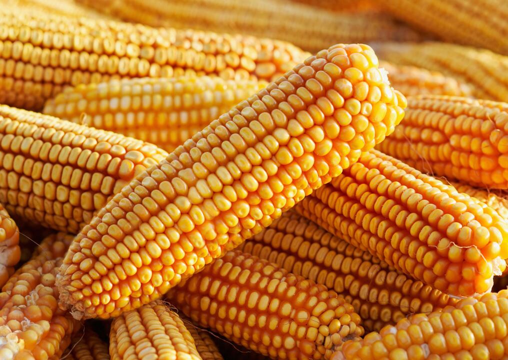 Para crear este tipo de grano se utiliza biotecnología que inserta genes de otras plantas o animales en el maíz. Foto: Ilustrativa