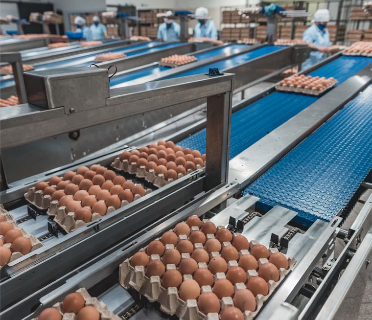 En términos de modernización de procesos y tecnología, Nutrihuevos invirtió en sistemas automatizados de recolección, clasificación y empaque de huevos. Foto: Gentileza