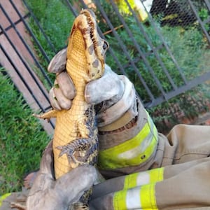 Una visita inesperada: llegó un yacaré, pero de verdad