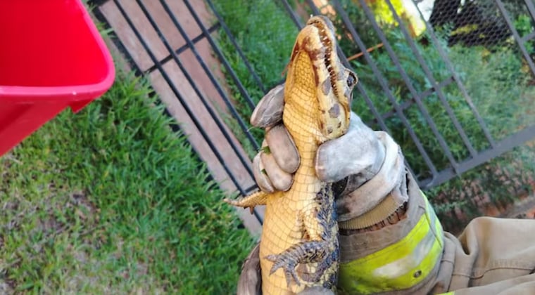 Una visita inesperada: llegó un yacaré, pero de verdad
