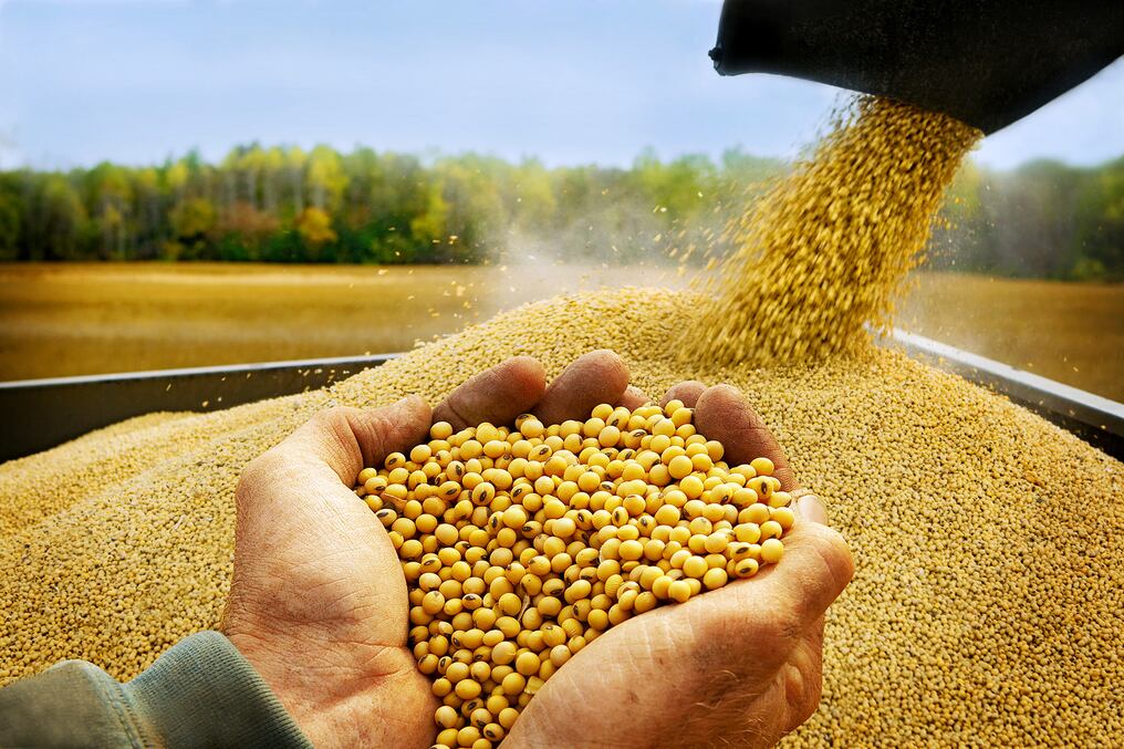 Tanto las exportaciones del grano como de los derivados de la soja que correspondieron a aceites y pellets incrementaron su volumen de envíos al cierre de setiembre. Foto: Archivo