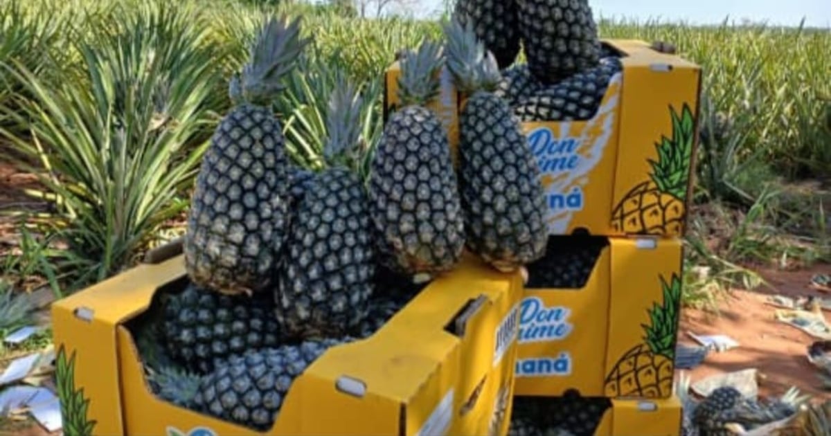 La Nación / Producción de piña en Paraguay registra récord en envíos y ...