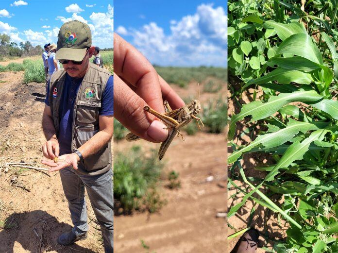 Los insectos ya afectaron alrededor de 400 hectáreas de soja y algunas pasturas naturales, informaron desde el Senave. Foto: Gentileza