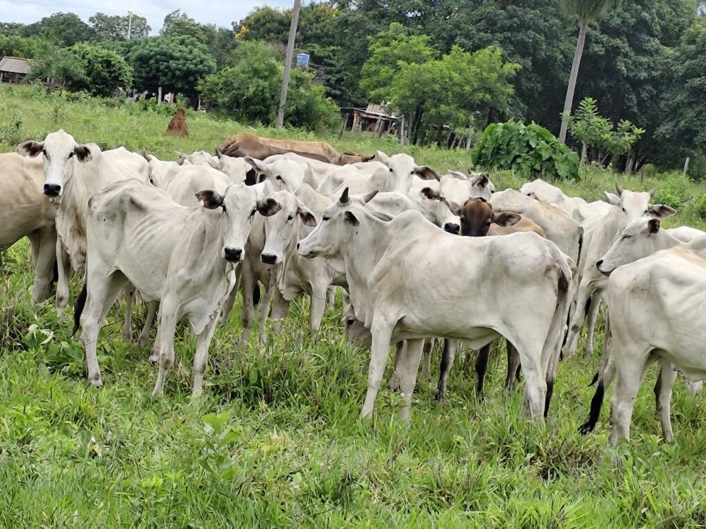 Las 50 vacas fueron ubicadas en el interior de la Granja San Gabriel, ubicada en la localidad de Aquidaban Cañada, según el informe policial. Foto: Gentileza