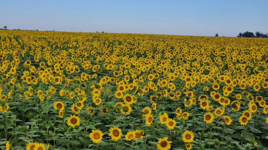 Más allá de convertirse en un atractivo casi turístico, el girasol es una planta típicamente oleaginosa, que desempeña un papel fundamental en la alimentación como en la industria. Foto: Gentileza