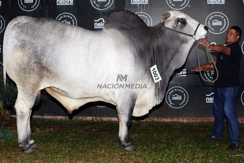 Un ejemplar macho de la raza nelore, se alzó con el puesto del animal más pesado de la Expo de MRA, con 1.205 Kg, superando por 60 kg más al del año anterior. Foto: Néstor Soto