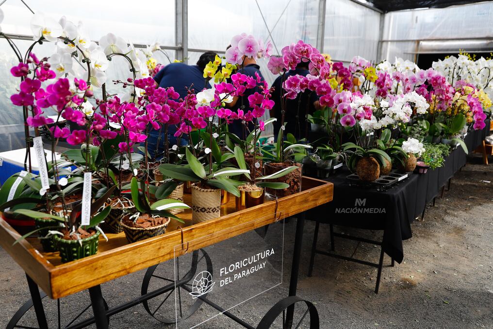 Orquídeas, artesanías, plantas ornamentales, joyas y más se encuentran en la Flori Feria llevada a cabo en Floricultura del Paraguay. Foto: Emilio Bazán