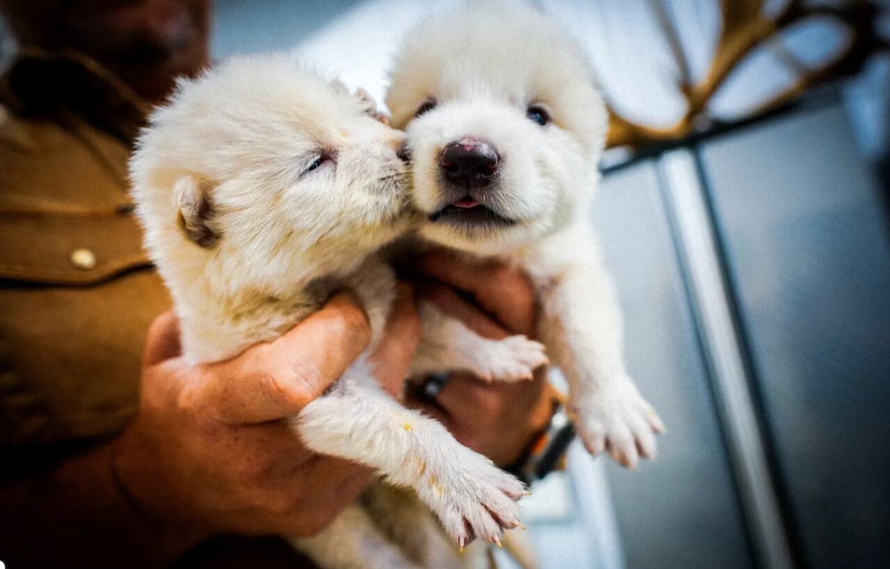La Nación / La humanidad avanza hacia la 
