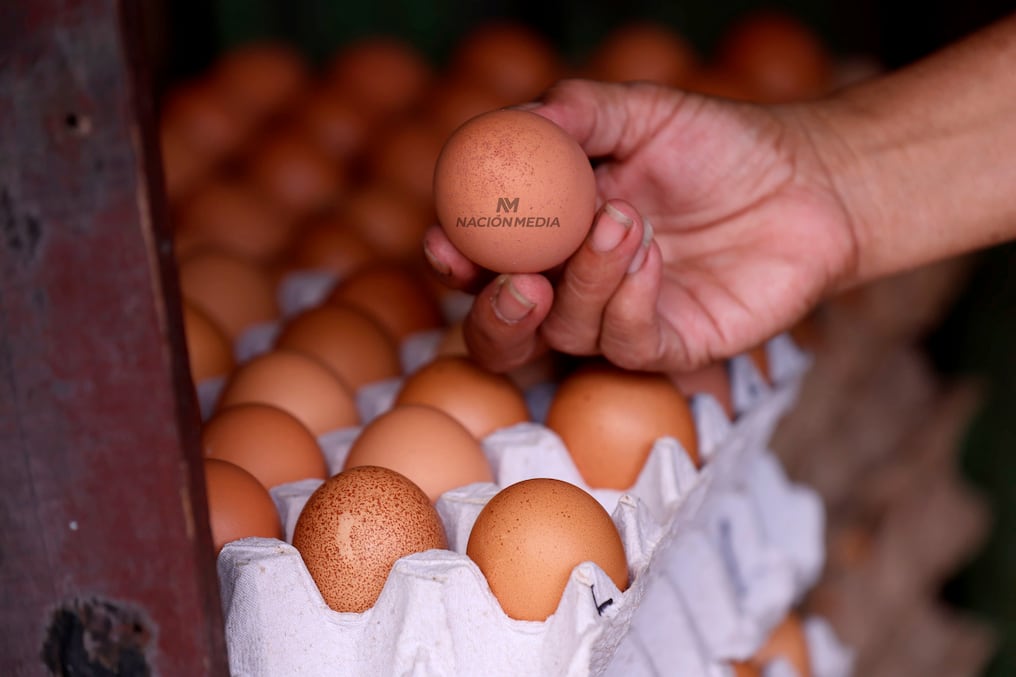 El precio de cada plancha podría llegar a costar G. 60.000 para Semana Santa. Foto: Jorge Jara