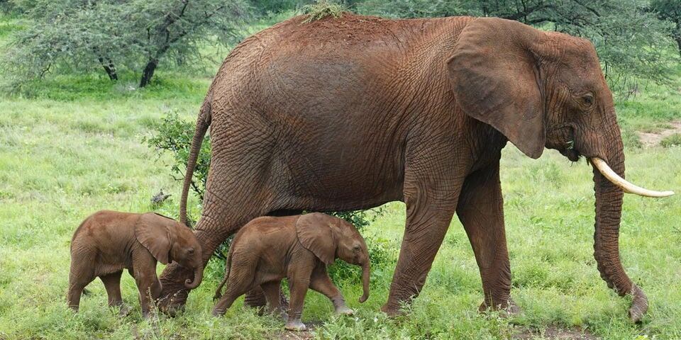 El nacimiento registrado en Kenia de las elefantas representa apenas un 1 % dentro de esta especie. Foto: Save the Elephants