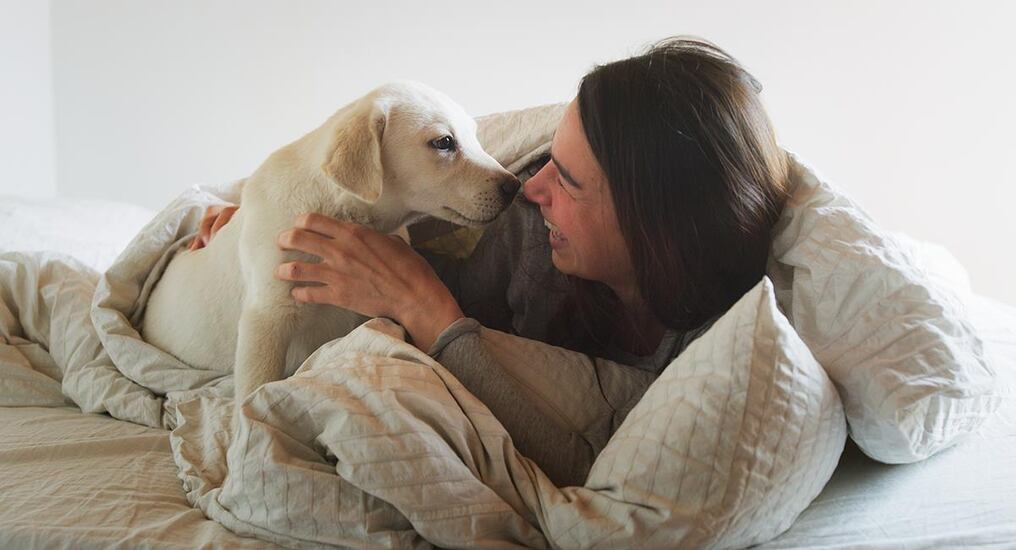 Los perros y gatos son importantes víctimas de infecciones zoonóticas, que se pueden transmitir a los humanos. Foto: Archivo