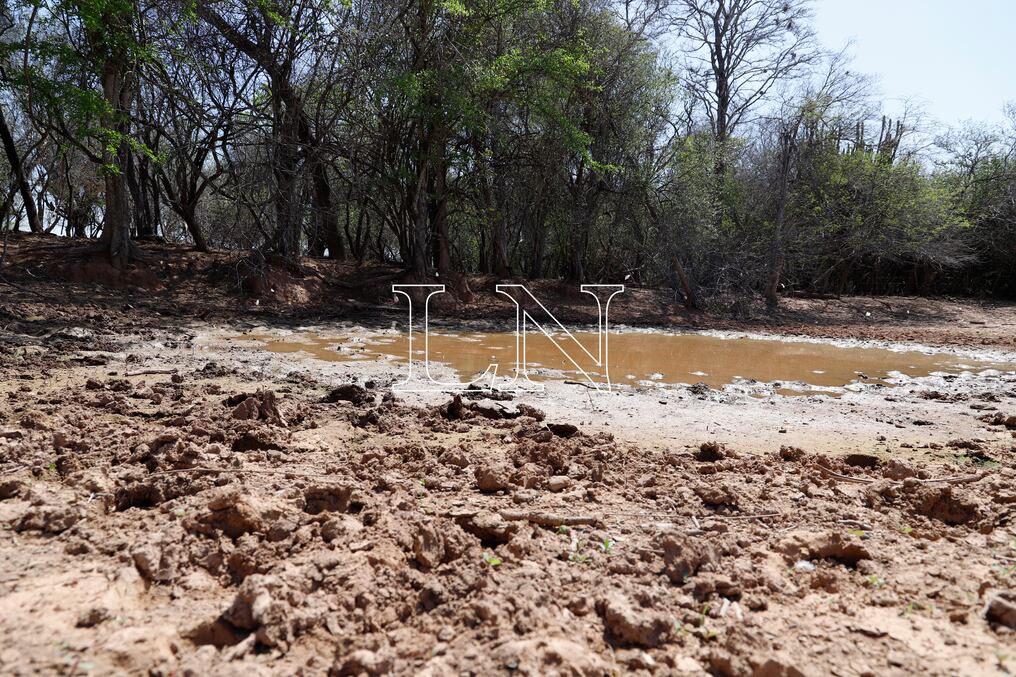 La sequía que se reportaron en los últimos cinco años afectó a la vida salvaje. Foto: Archivo