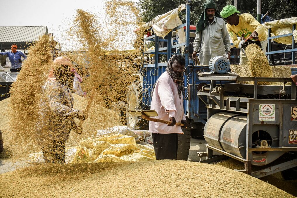 India representa el 40 % de las exportaciones mundiales del grano, cuyos valores subieron a lo más alto en casi dos décadas. Foto: AFP