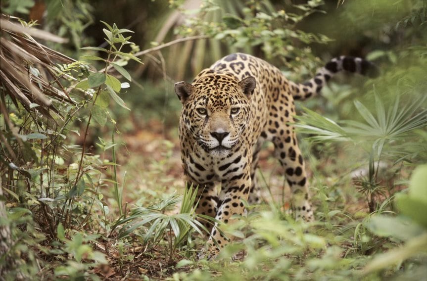 El yaguareté otra especie en peligro y que se encuentra en territorio paraguayo. Foto: Gentileza