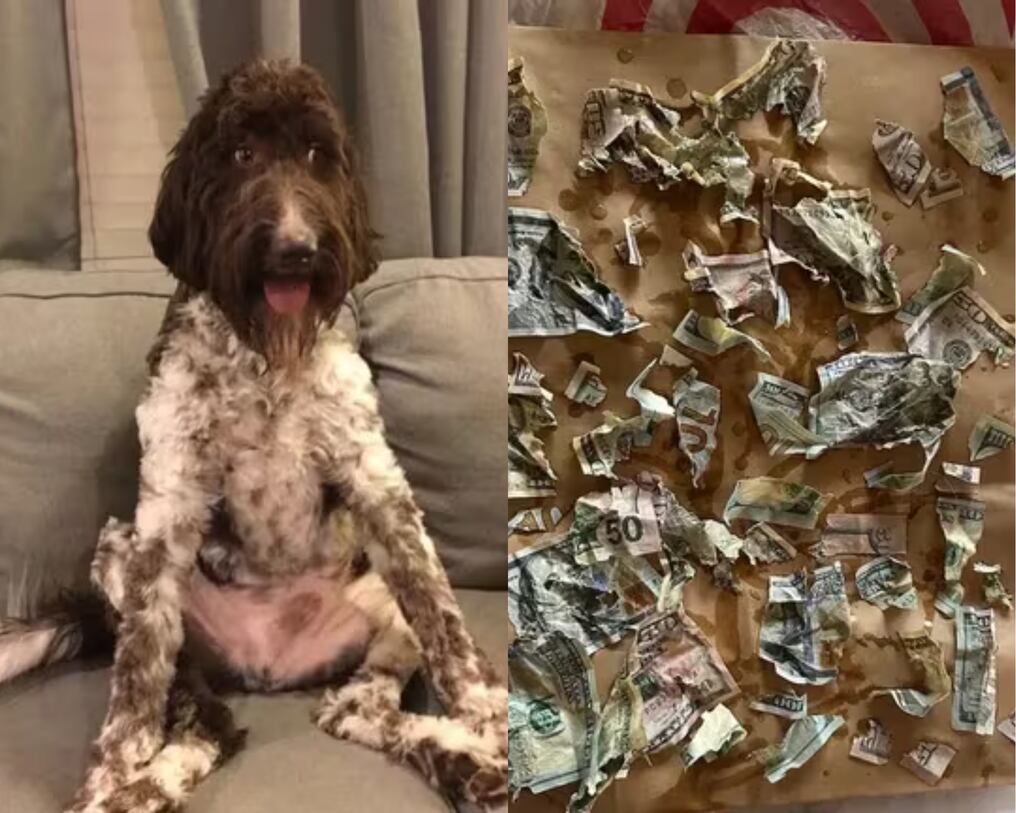 Un perro llamado Cecil comió unos USD 4.000 dolares en efectivo. Foto: @ClaytonLaw/Instagram