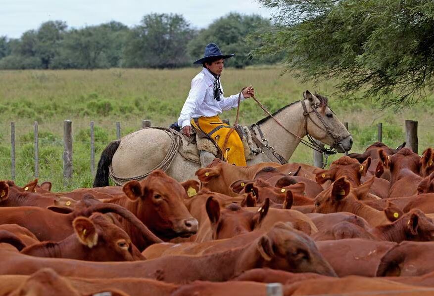 El fuerte son las inversiones ganaderas como campos de producción para engorde. Foto: Archivo