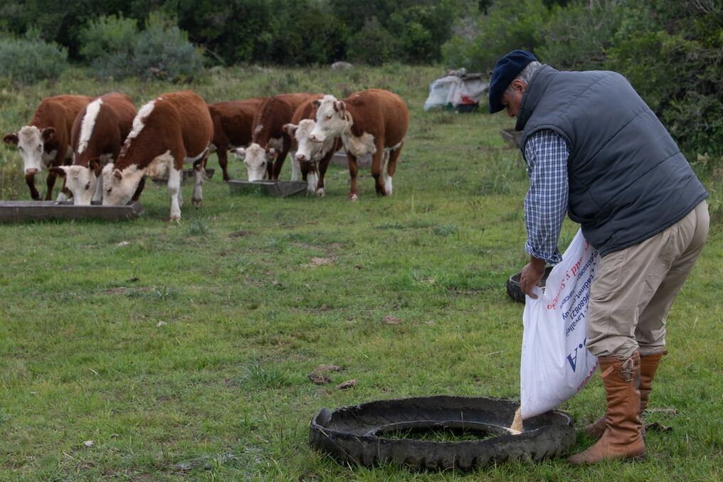 La crisis que atraviesa una empresa de inversión ganadera en Uruguay, con pérdidas millonarias, sacude al sector en este país de matriz productiva agropecuaria, e inquieta al nuevo gobierno que asumirá el 1 de marzo. Foto: Archivo/AFP