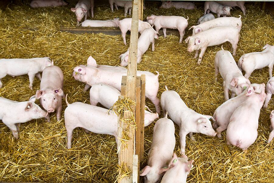 La notificación representa un reconocimiento internacional al esfuerzo continuo del país en mantener altos estándares de sanidad animal, destacó el Senacsa. Foto: Gentileza