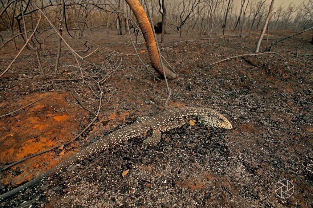 Los incendios arrasan con todo a su paso en el Chaco. Foto: Pánfilo Leguizamón