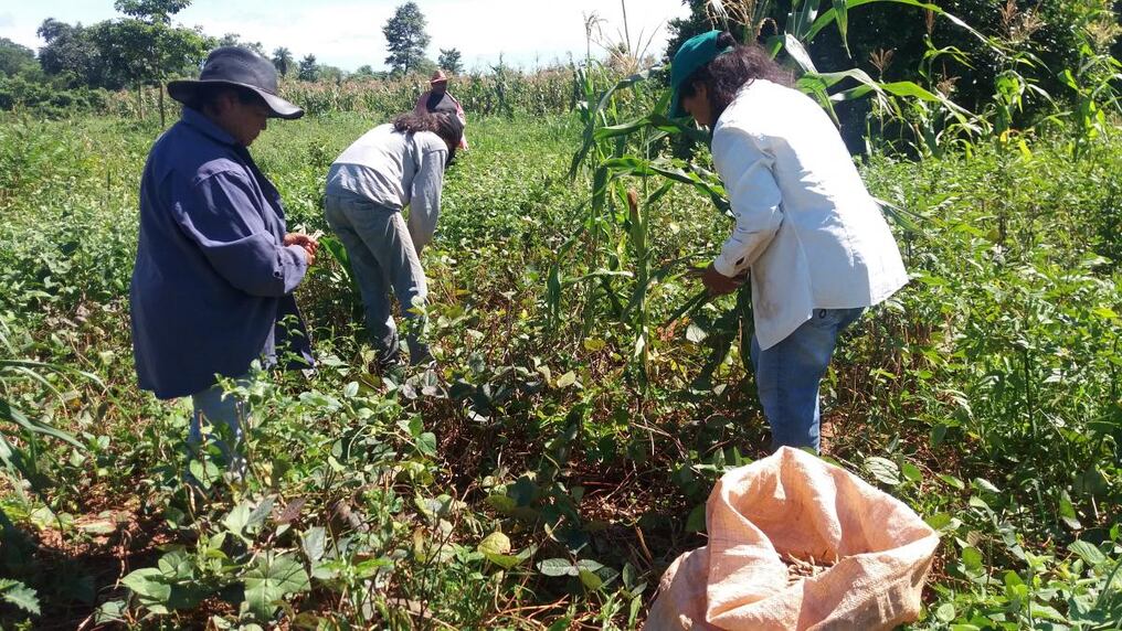El poroto es uno de los rubros más importantes porque es para autoconsumo y también de renta. Además, contribuye a la seguridad alimentaria de las familias del campo. Foto: Archivo