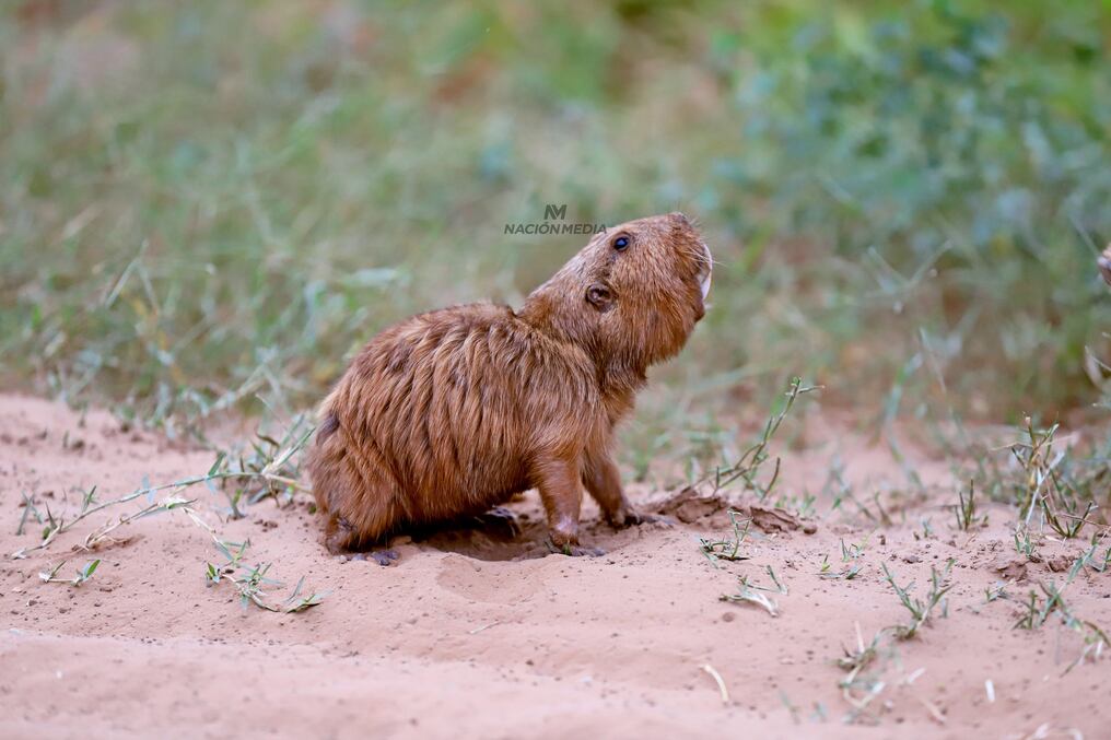 El tuca tuca o tuco tuco es catalogado como en peligro de extinción. Foto: Archivo