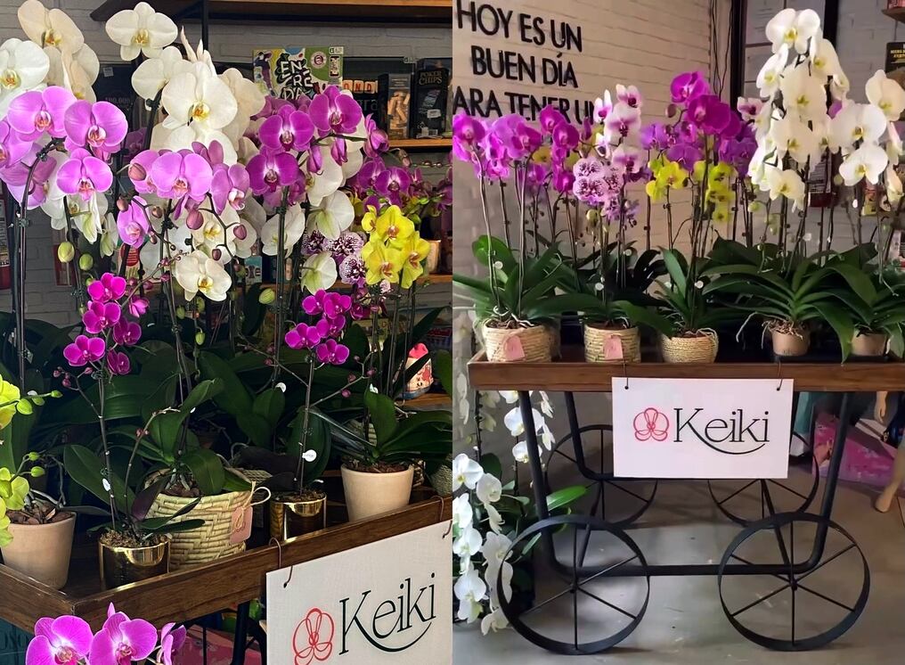 Los visitantes de la ciudad veraniega podrán apreciar y adquirir las orquídeas más solicitadas. Foto: Gentileza
