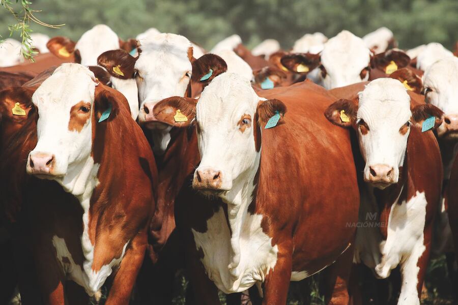 El país amplía su capacidad productiva con financiamiento dirigido a productores de carne y leche.