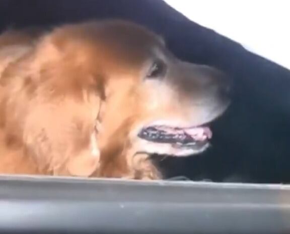 El perro volvió a subir al auto.