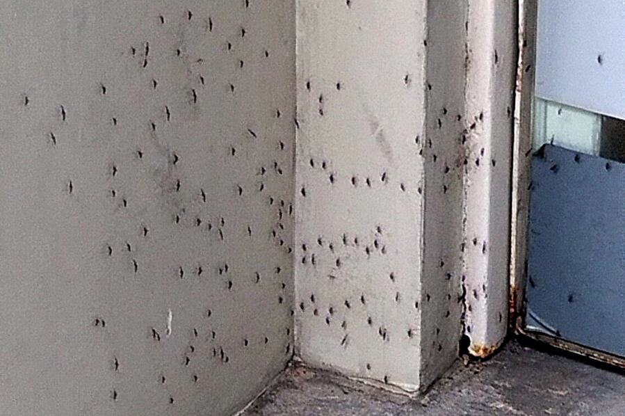 Se viralizaron imágenes de los insectos posando masivamente en paredes, así como nubes volando en calles. Foto: Captura de video