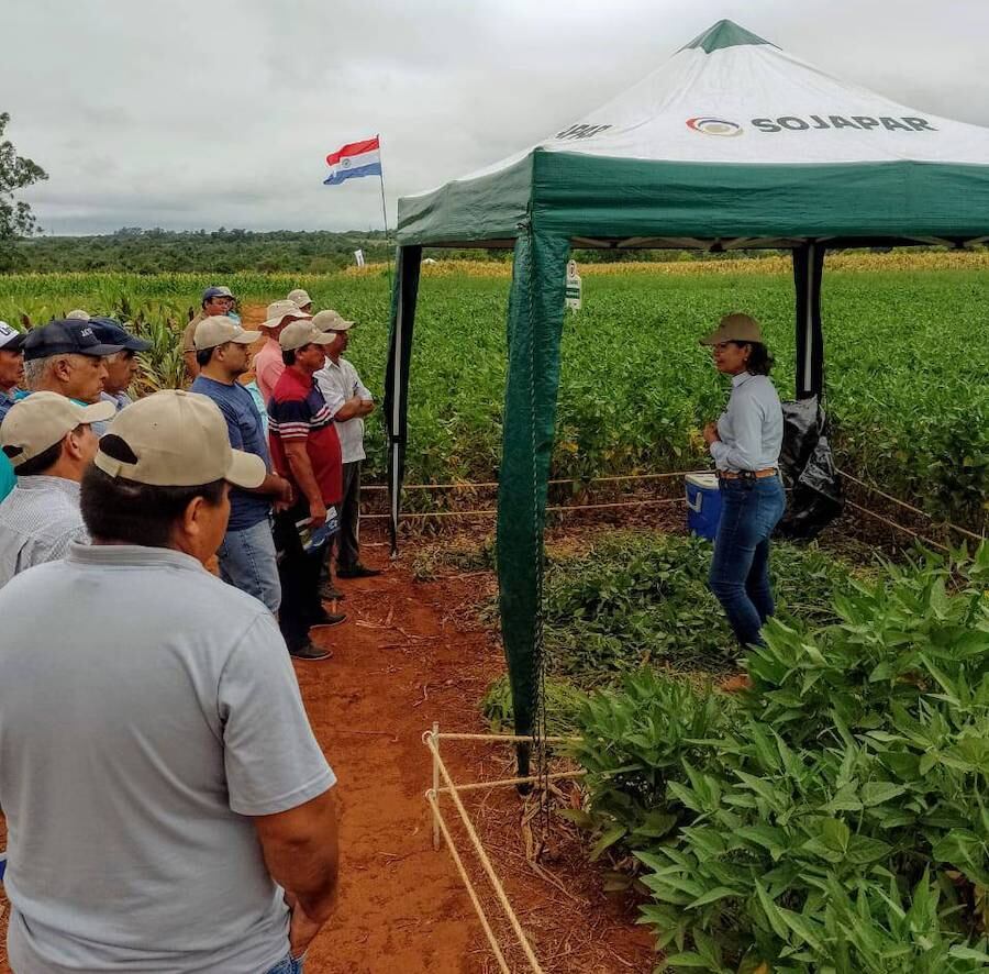 Expondrán los primeros ensayos de las líneas avanzadas y las nuevas variedades de soja paraguaya. Foto: Gentileza