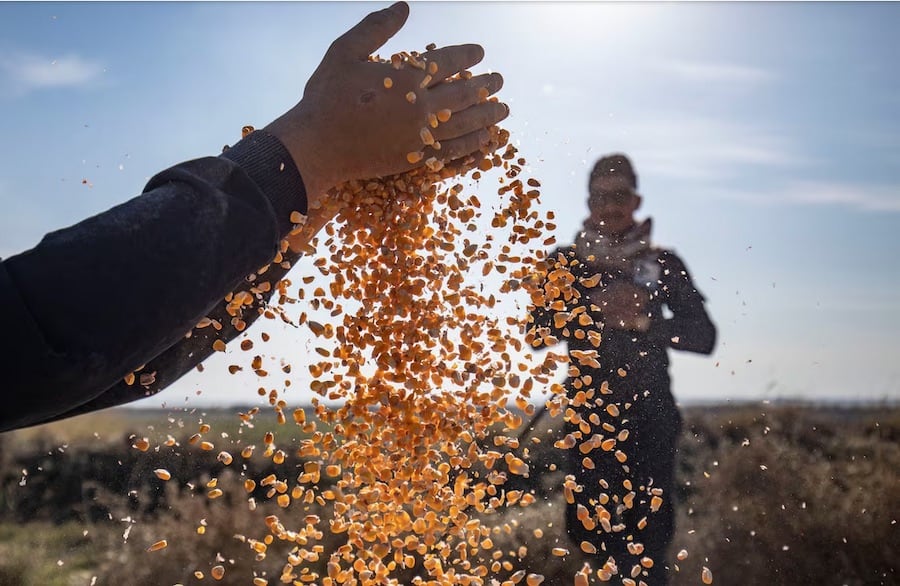 La menor producción del grano explicó las mermas en las salidas zafrales, indicaron. Foto: AFP