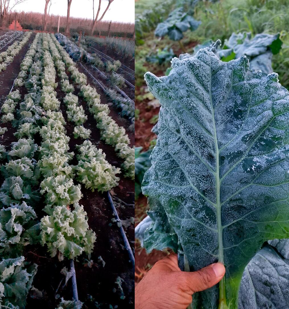 Las hortalizas fueron las más dañadas por las heladas en Alto Paraná, según algunos productores. Foto: Gentileza