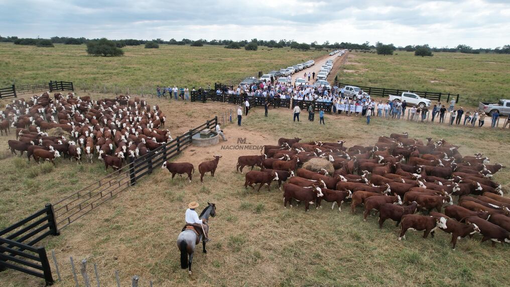 Los productores de la braford destacaron además de la adaptabilidad al medio, su fertilidad, precocidad, mansedumbre y calidad de la carne. Foto: Carlos Juri