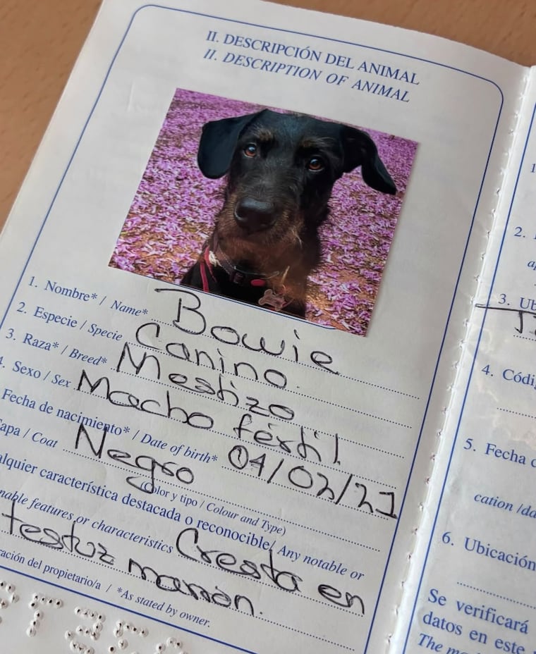 Bowie ya cuenta con nacionalidad española. Foto: Instagram - @karainorte