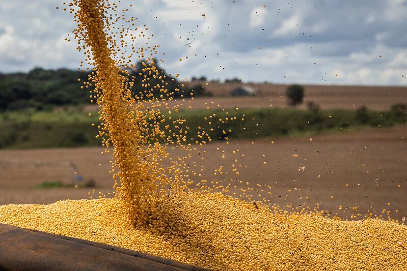 De enero a marzo del 2025 se enviaron 2.211.760 toneladas del grano, informó la Capeco. Foto: Gentileza