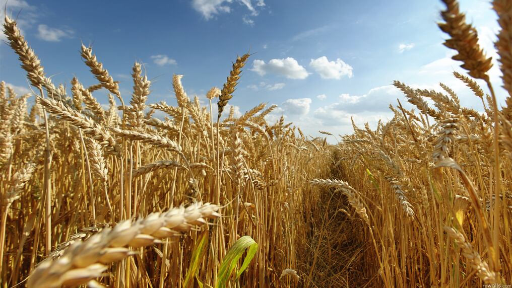 Se sembraron unas 34.479 hectáreas menos de trigo que el año anterior, reportaron desde el Inbio. Foto: Ilustrativa