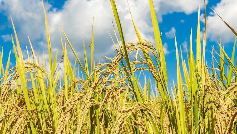 El arroz blanco tipo 1 con destino a Brasil tuvo un promedio en los últimos cinco meses de entre USD 400 y USD 480 por tonelada. Foto: Archivo