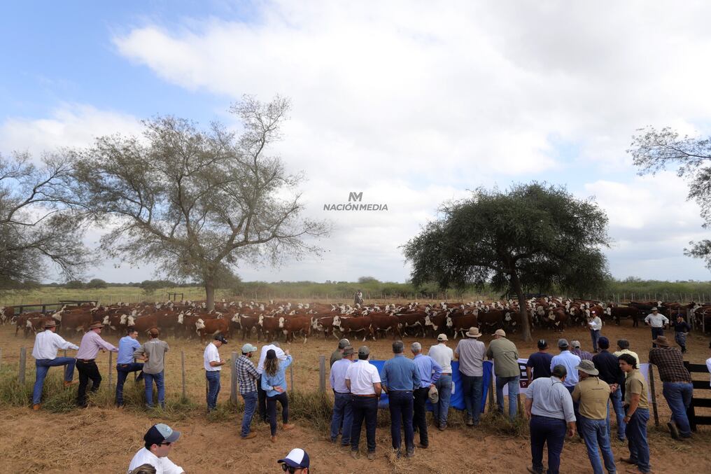 Uno de los sistemas de producción es la recría en confinamiento, muy implementado durante el periodo de lluvias bien marcada, setiembre a marzo, con un invierno seco por lo que resulta eficientes para garantizar el peso deseado del animal. Foto: Carlos Juri