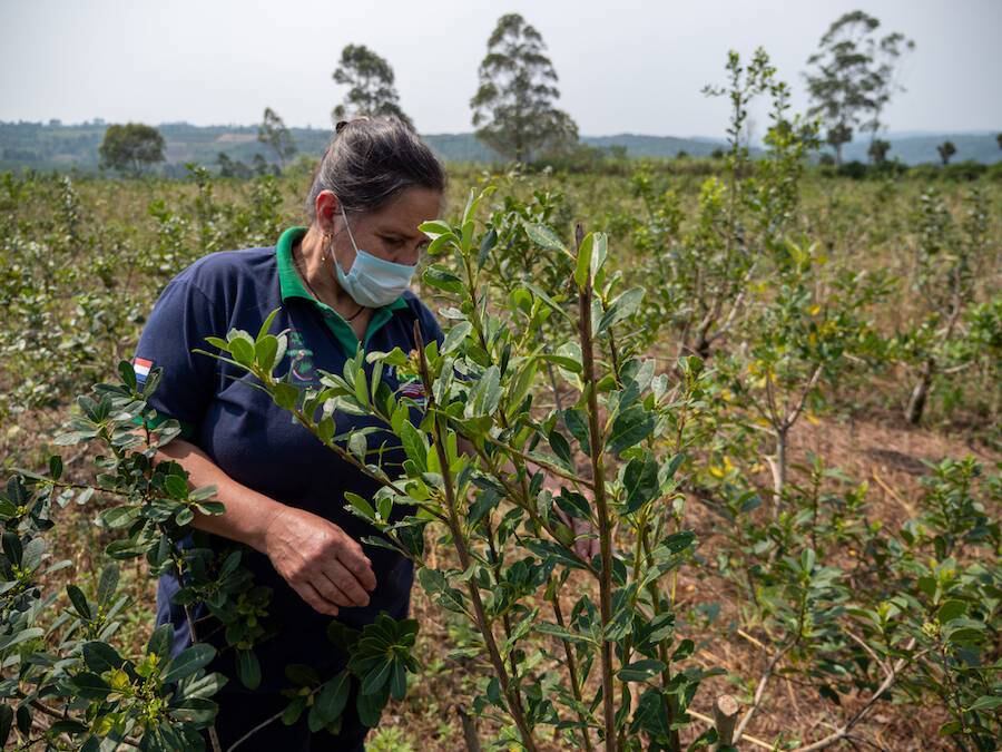 La producción de yerba mate actualmente brinda empleo a 55.000 familias. Foto: Archivo