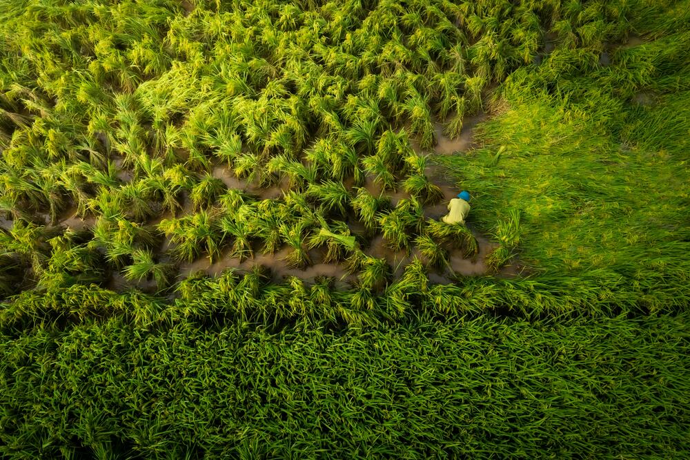 Paraguay impulsa una estrategia sostenible basada en energías limpias y créditos de carbono, posicionándose como referente regional en la economía verde.